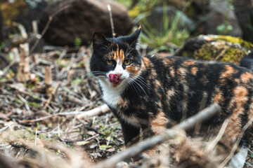 Obraz premium Black and orange cat portrait