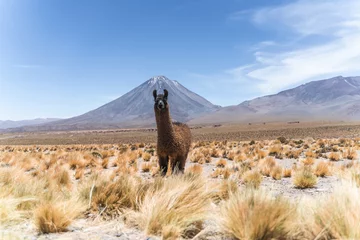 Selbstklebende Fototapeten llama alpaca with a volcano portrait © Benjamin Larrain