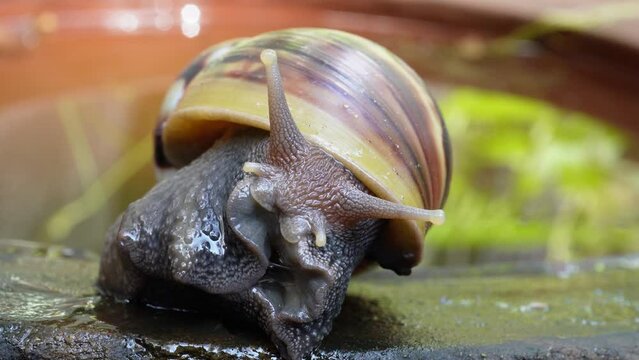 4k macro video of the snail coming out of its shell and progressing slowly. Extreme close up footage of Giant African Snail creeping on the flower pot in the garden.