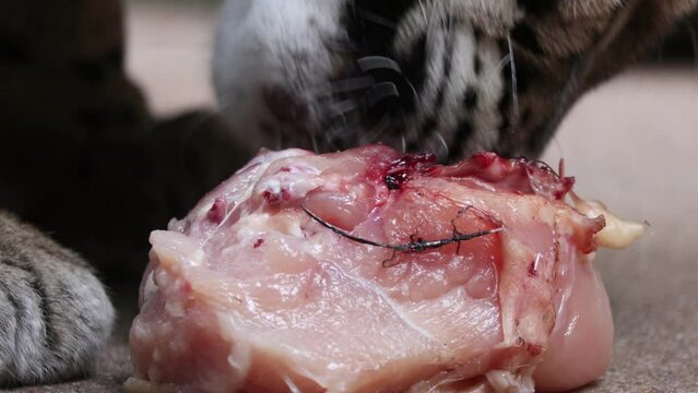 A clouded leopard, Neofelis nebulosa, nibbles a portion of meat in captivity, close up