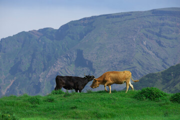 熊本県　阿蘇の放牧牛