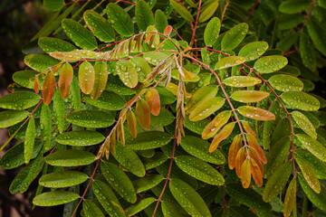 Tree leaf