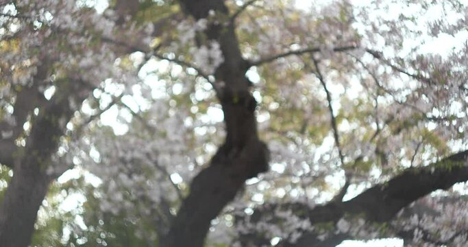 桜・葉桜のバブルボケ