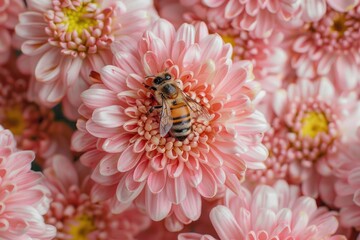 Bee Pollinating on Beautiful Pink Flower Petal with Soft Blurred Background, Close-Up Nature Photography Capturing the Elegance of Pollination