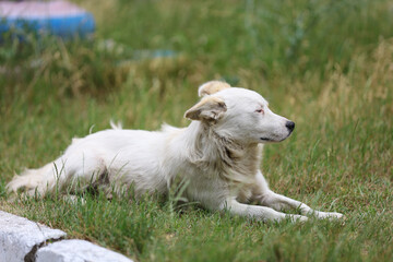 Obraz premium A white dog is laying on the grass
