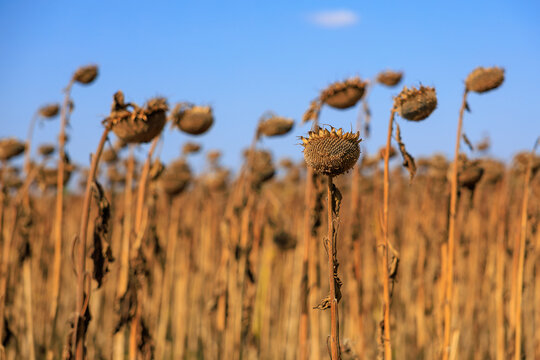 Field with sunflowers for oil production. Background with selective focus and copy space