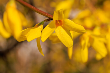 A yellow flower with a brown stem