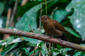 White-tailed Robin Brown feathers, red-brown wings The underbody is slightly lighter or yellowish. The chest has a white-yellow stripe. The middle of the belly is white and yellowish.