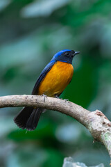 Obraz premium Rufous-bellied Niltava The head and body are blue, the forehead and crown are bright blue.