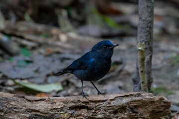 Fototapeta premium White-tailed Robin body is black and dark blue. The forehead, eyebrows, head, wings are blue. The neck has white spots. The tail is black, the base of the outer pair of tail feathers is white.