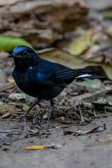 White-tailed Robin body is black and dark blue. The forehead, eyebrows, head, wings are blue. The neck has white spots. The tail is black, the base of the outer pair of tail feathers is white.