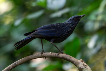 Blue Whistling-thrush Males and females look the same. The fur on the body is shiny blue-purple. The head and chest are dotted with small blue stripes.