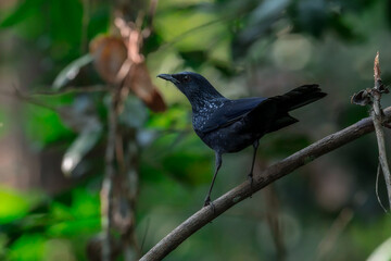 Blue Whistling-thrush Males and females look the same. The fur on the body is shiny blue-purple....