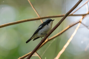 Little Pied Flycatcher The head, upper body, and tail are black. The eyebrows are long. The wing...