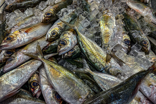 Akule Fish, Hawaii