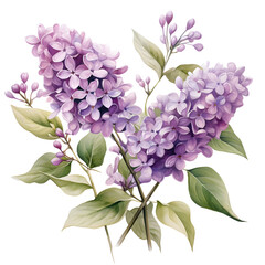 Lilac illustration, watercolor, white background.