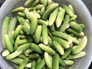 fresh green cucumber in the market