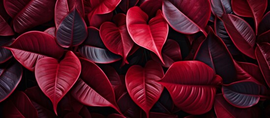 Vibrant red leaves are tightly clustered together, creating a stunning close up image against a dark black backdrop