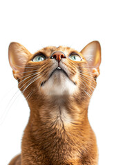 Closeup photo of an Abyssinian cat, round pupils, looking up at the sky on a white background