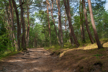 View of the coniferous pine forest on a sunny summer day, Curonian Spit, Kaliningrad region, Russia