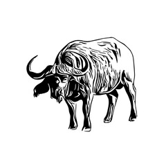 sketch of a buffalo with a transparent background