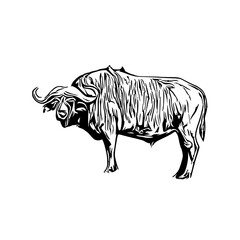 sketch of a buffalo with a transparent background