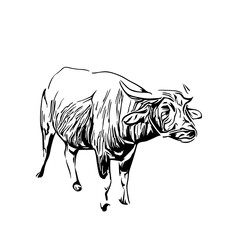 sketch of a buffalo with a transparent background