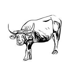 sketch of a buffalo with a transparent background