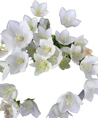 Fototapeta na wymiar white flowers isolated 