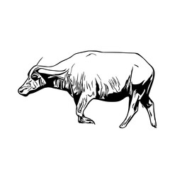 sketch of a buffalo with a transparent background