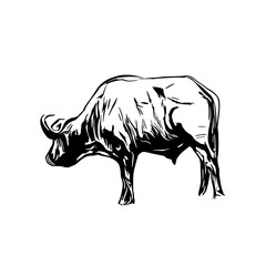 sketch of a buffalo with a transparent background