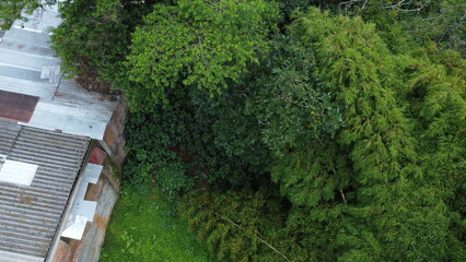 aerial images of natural green guaduas of Quindio