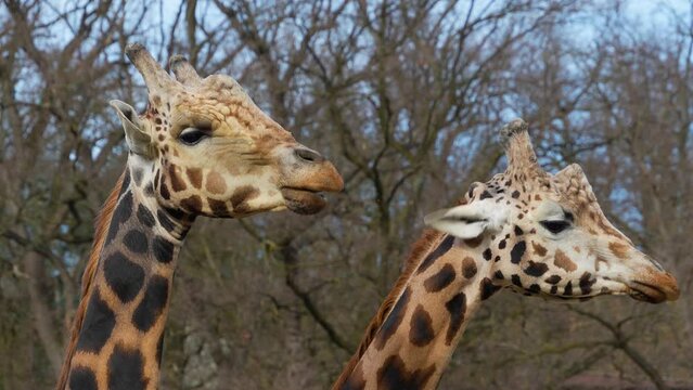 Close up view of two giraffe's head chewing on a sunny day.