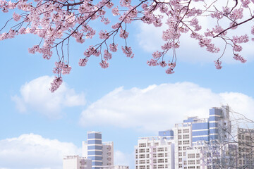 아파트와 아름다운 벚꽃나무