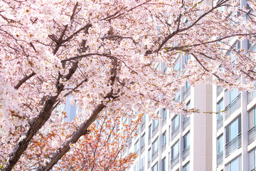 아파트와 아름다운 벚꽃나무