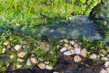 Top view of green seaweed, seamoss on rocks, rockpool on coastal line, coffs Harbour, Australia. 