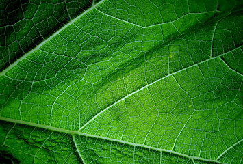 Macro close up view of green leaf, vein on leaf texture background.