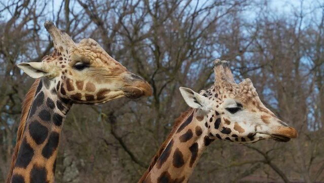 Close up view of two giraffe's head chewing on a sunny day.