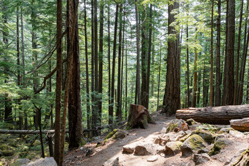 hiking trail in the forest with tall coniferous trees