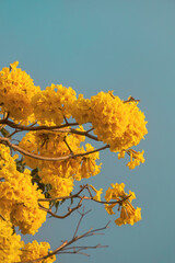 flores de árbol corteza amarilla