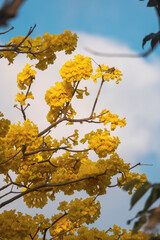 flores de árbol corteza amarilla
