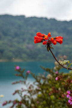 flor en el lago del volcán Póas
