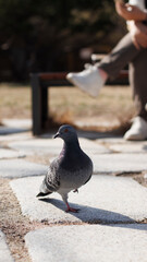 Obraz premium 비둘기