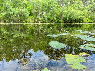 Close-up of a swampy pond with lily pads