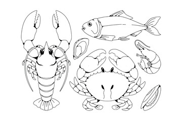 Hand Drawn Sea Food Illustration Collection