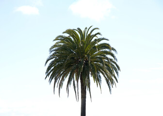 Close up on the top of a Palm tree with light blue cloudy sky between on a bright sunny day.