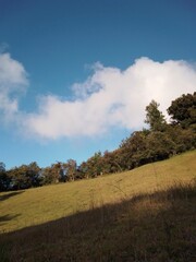 Obraz premium landscape with trees and sky