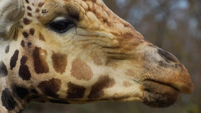 Close up view of a giraffe's head chewing on a sunny day.