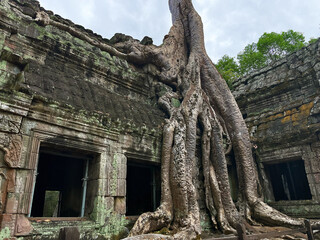 Ancient Ruins and Overgrown Trees in Angkor Wat, Siem Reap, Cambodia