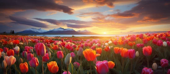 Muurstickers Vibrant tulip flowers basking in the warm glow of the setting sun in a picturesque field © AkuAku
